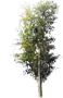 European White Birch